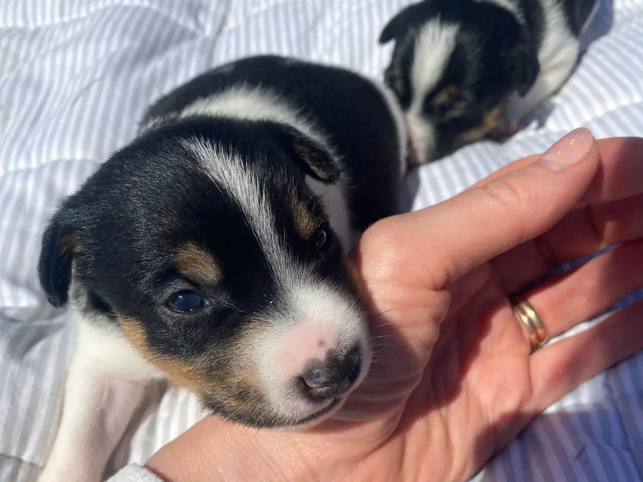 Billede 2 - Dansk-svensk gårdhund trefarvet