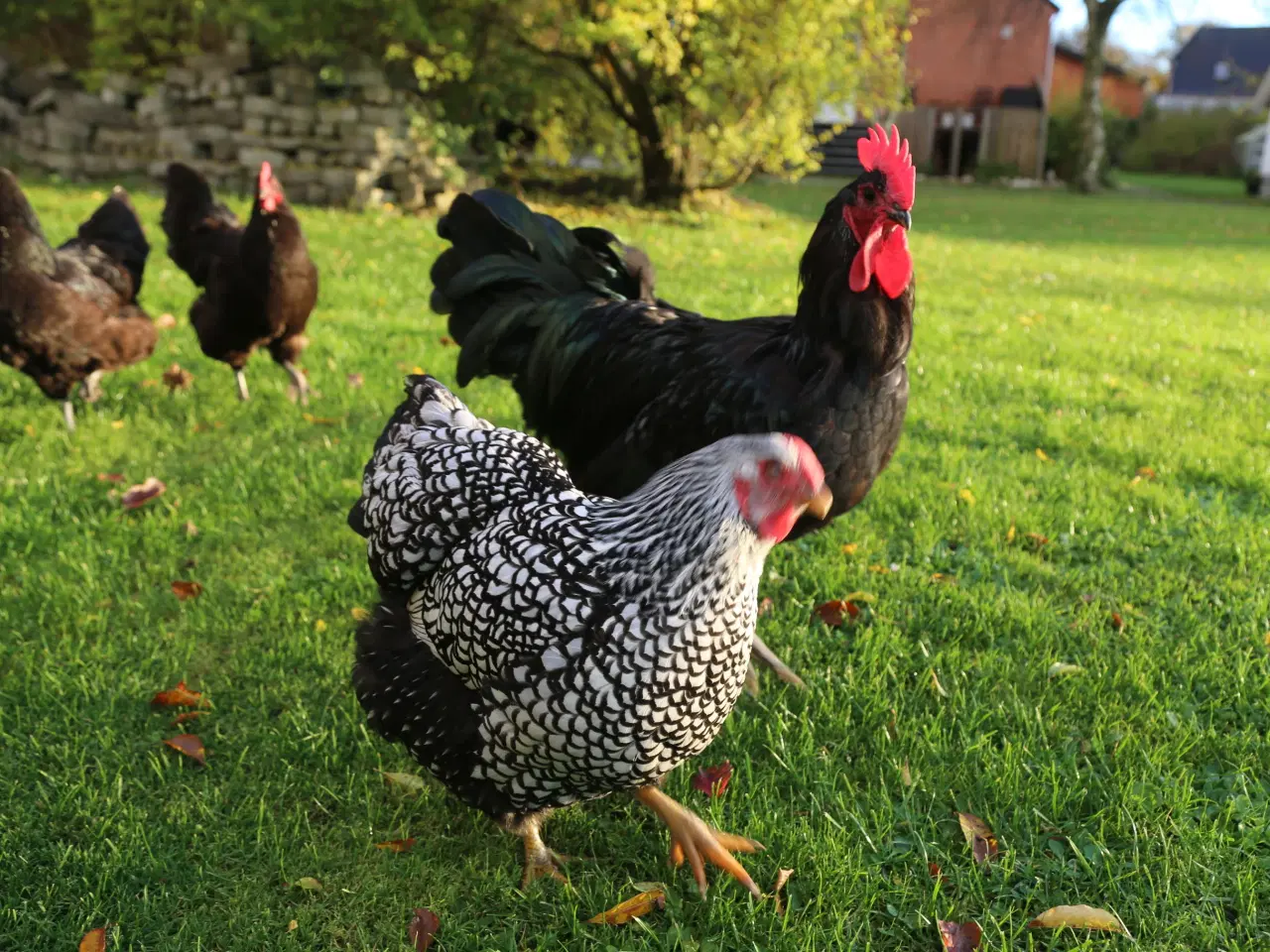Billede 1 - Dejlig hønseflok, primært Australorps,mv