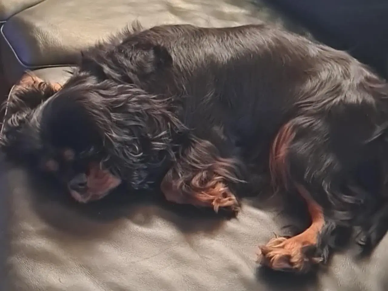 Billede 5 - Ønsker nyt hjem til vores damer her