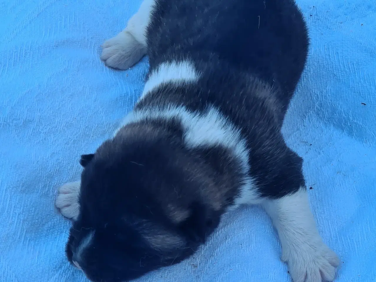 Billede 4 - Hundehvalpe Akita American 