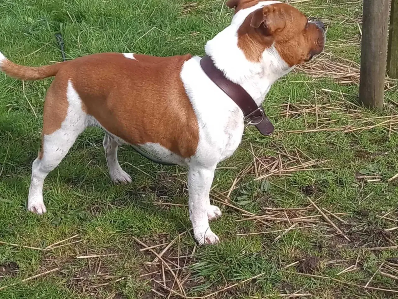 Billede 3 - Staffordshire bull terrie 