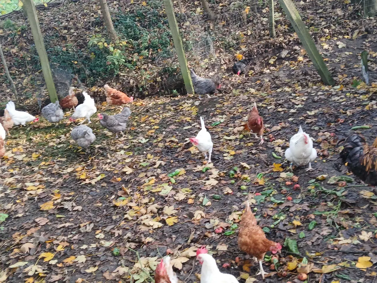 Billede 3 - Høns til salg