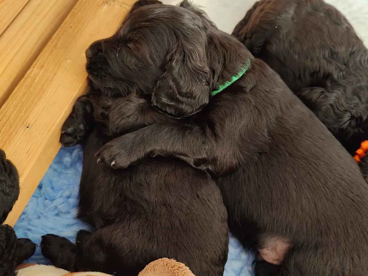 Billede 2 - Cockerpoo Havapoo mix 