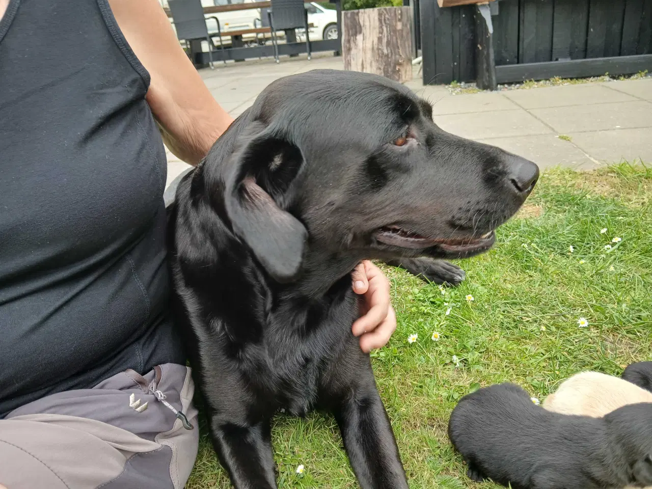 Billede 4 - Labrador hvalpe 