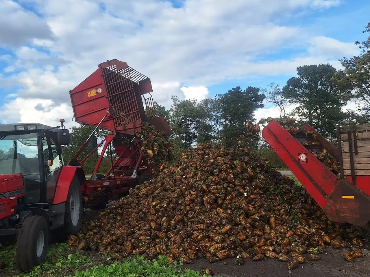 Billede 2 - Roer/Foderroer