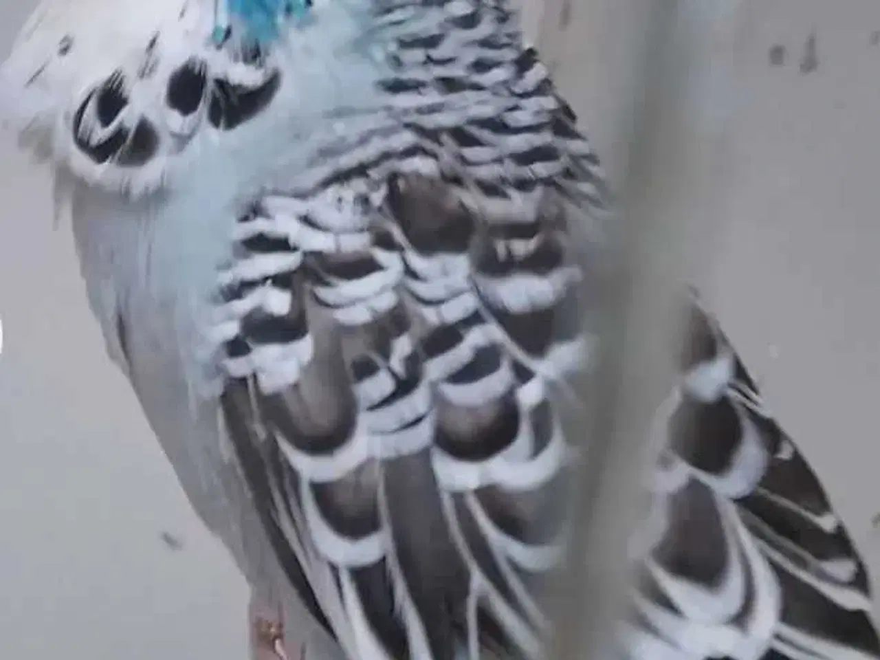 Billede 5 - Overskuds undulater 