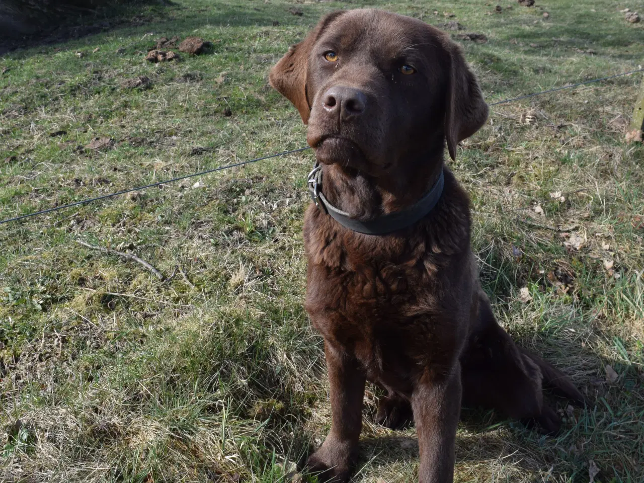Billede 3 - Brun Labrador med stamtavle udbydes til avl