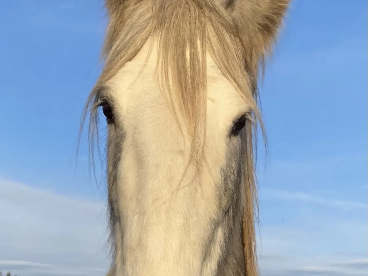 Billede 2 - Skøn dreng søger det rigtige hjem