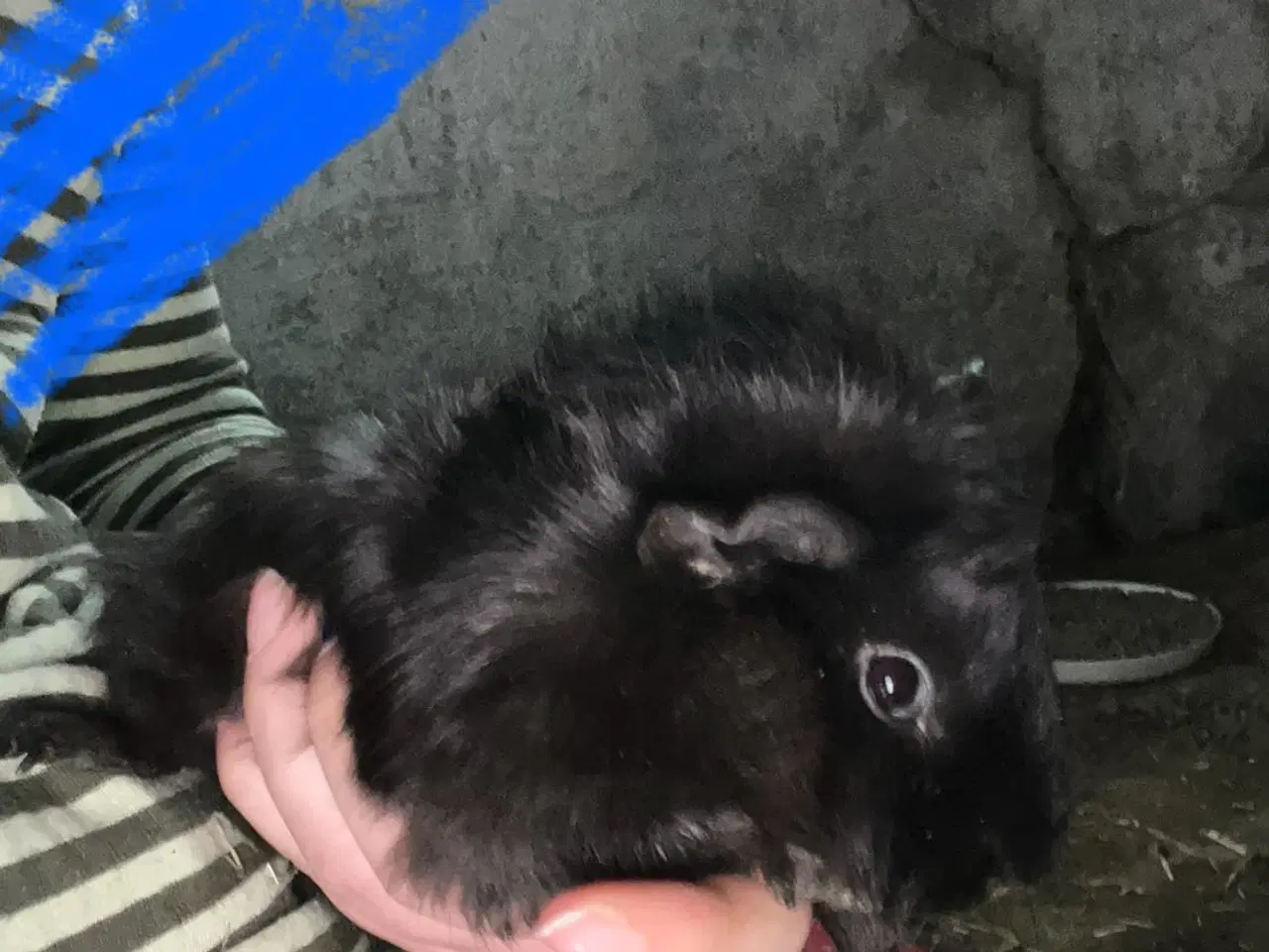 Billede 5 - Marsvin drenge unger og nesten voksne