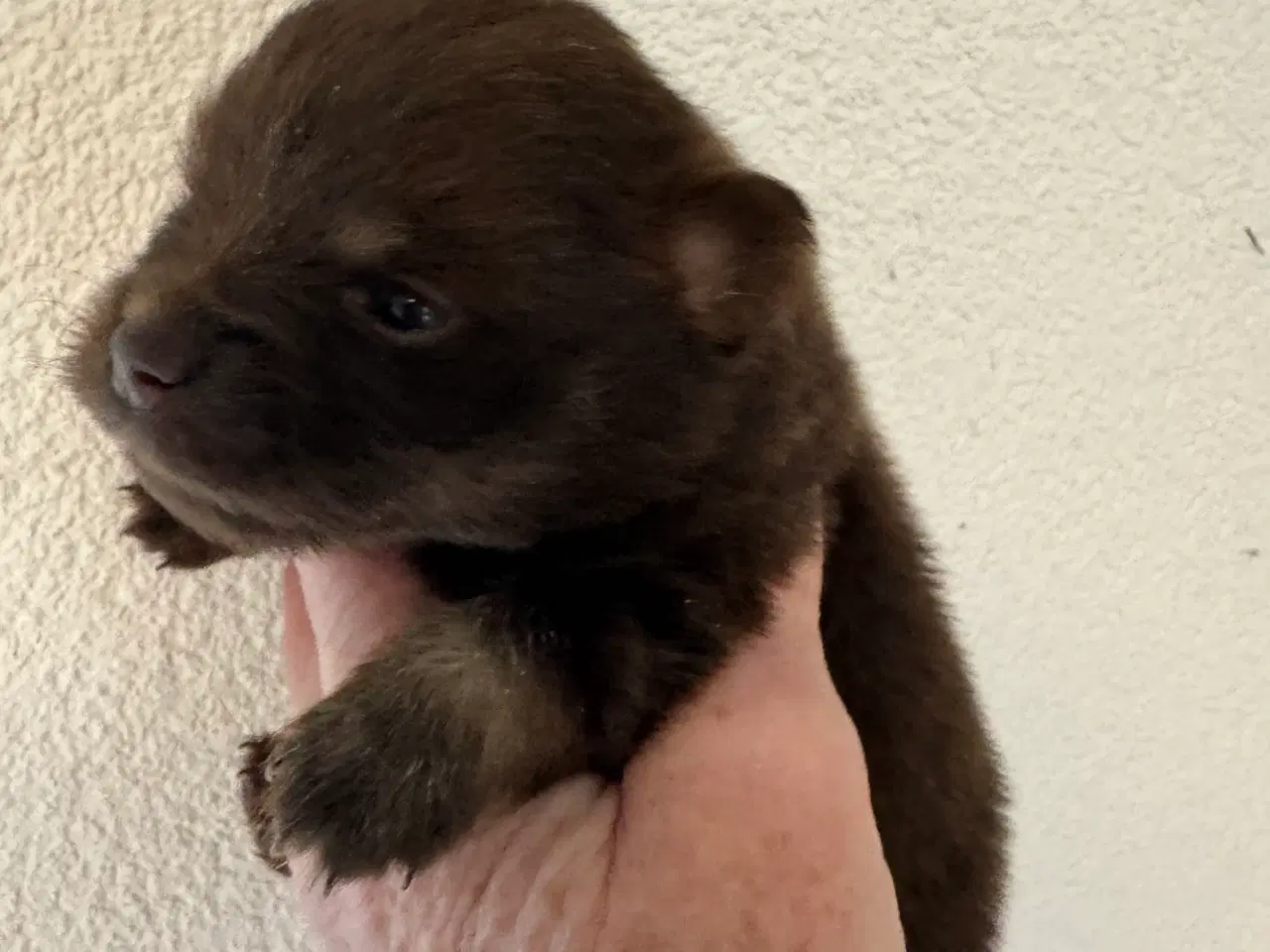 Billede 9 - Pomerania hvalpe til efterårsferien 