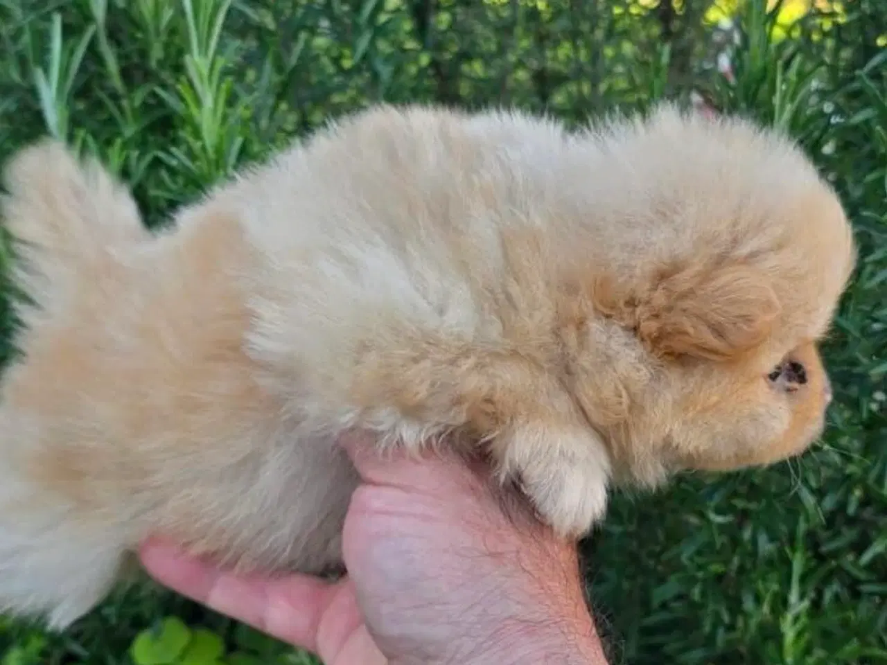 Billede 2 - Pomeranian 