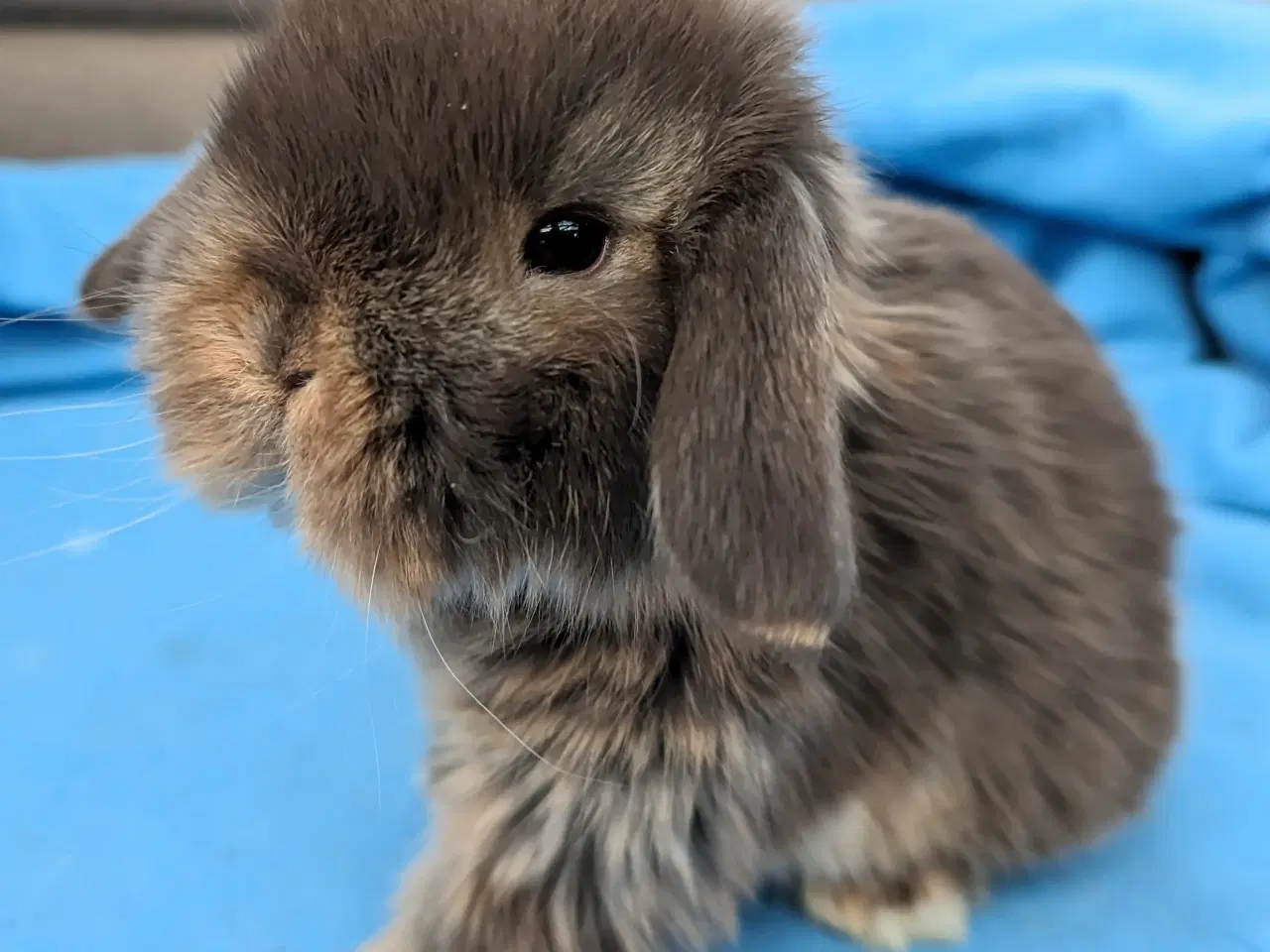 Billede 2 - Minilop kaninunge sælges