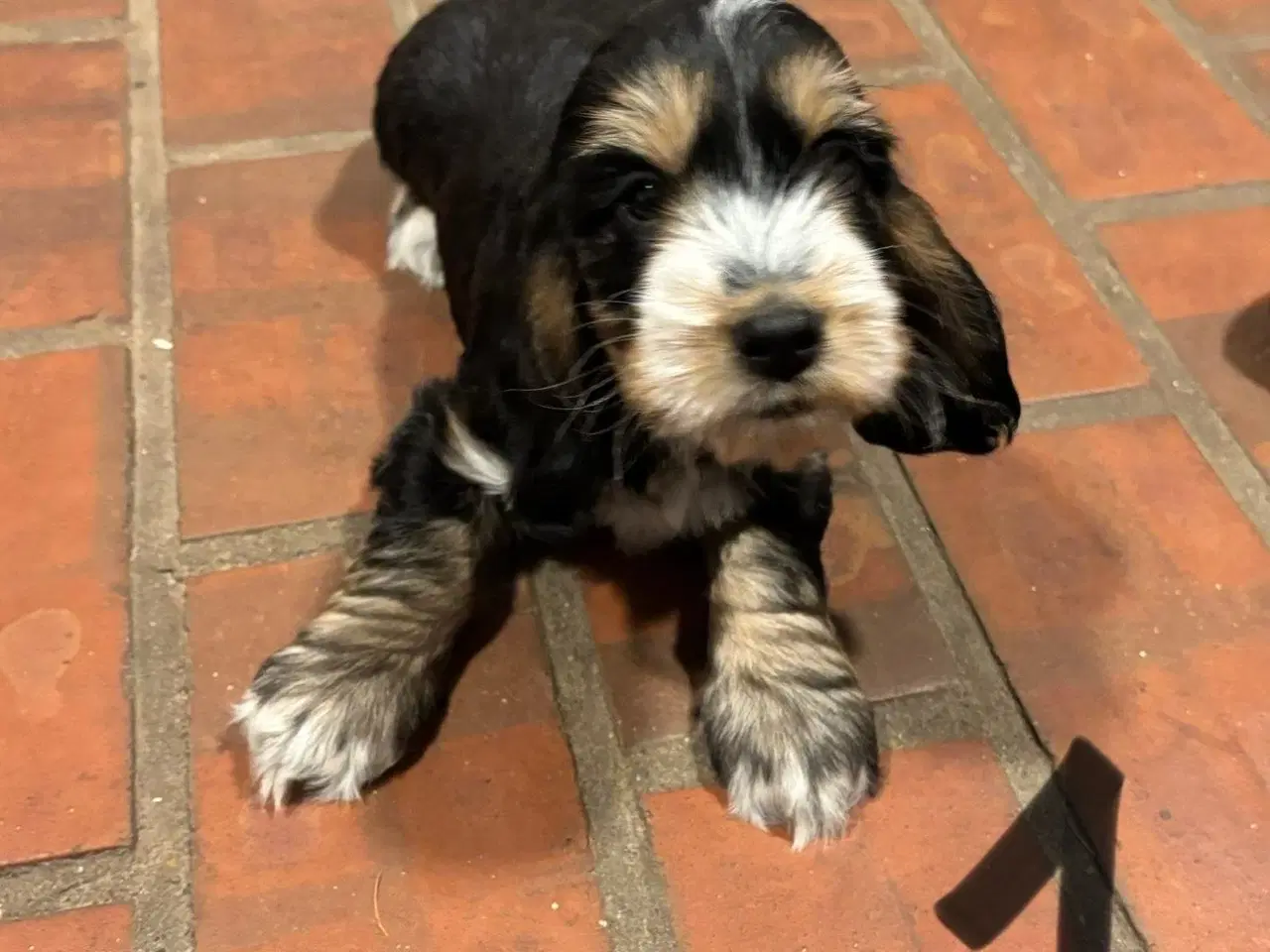 Billede 2 - Cocker spaniel - Blandings hvalpe 