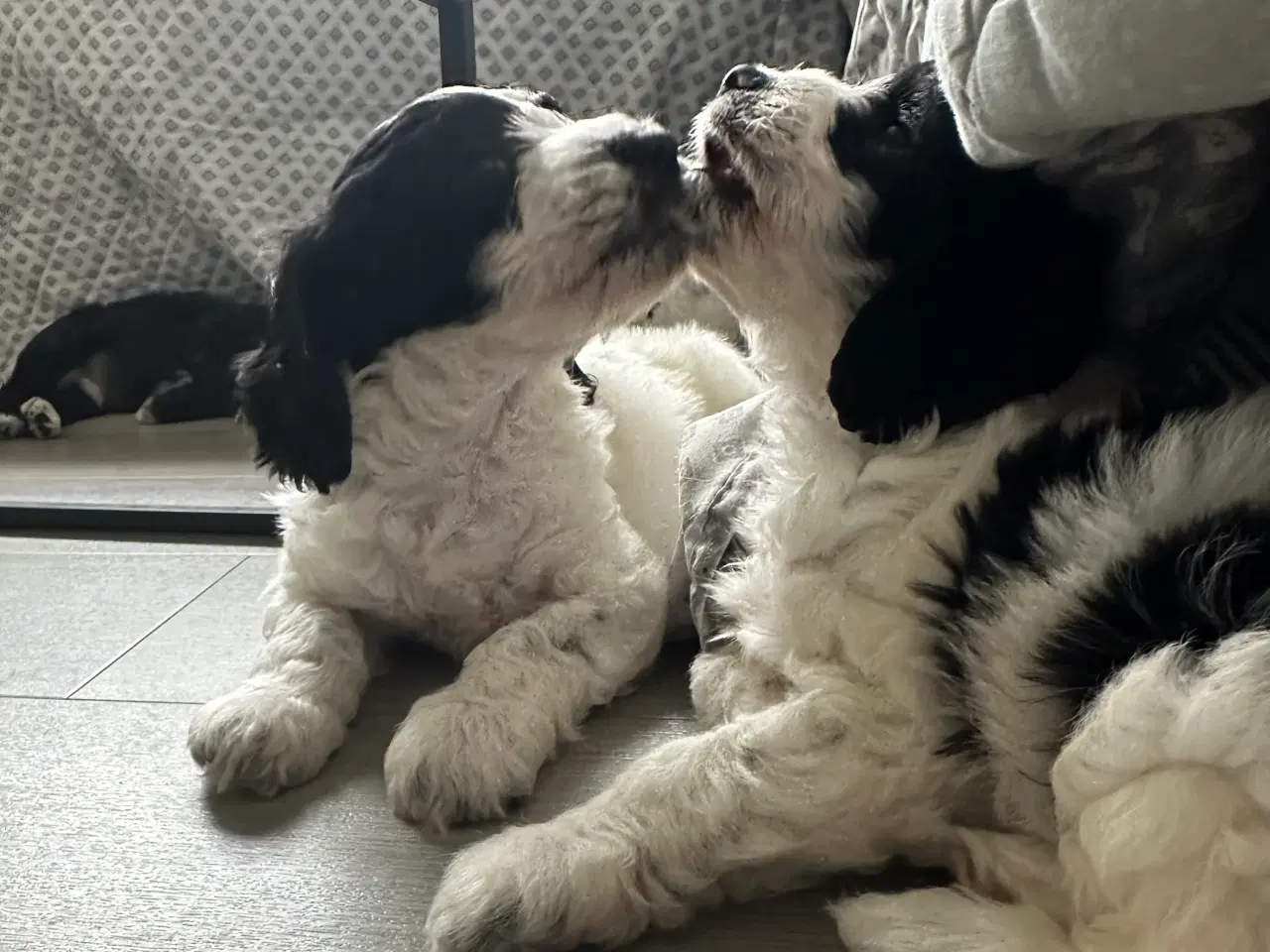 Billede 1 - Springer spaniel/puddel hundehvalpe sælges