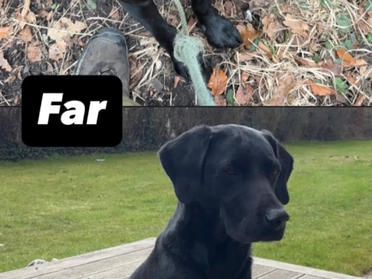 Billede 5 - Cocker spaniel/ f1 labrador Retriever/ labrador 