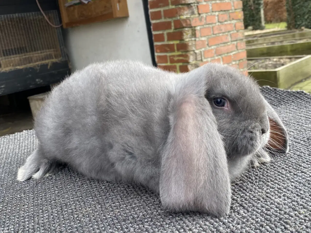 Billede 7 - FRANSK VÆDDER HAN BLÅ