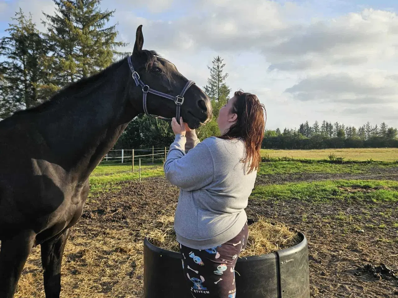 Billede 5 - Hannovaraner hoppe fra 2012