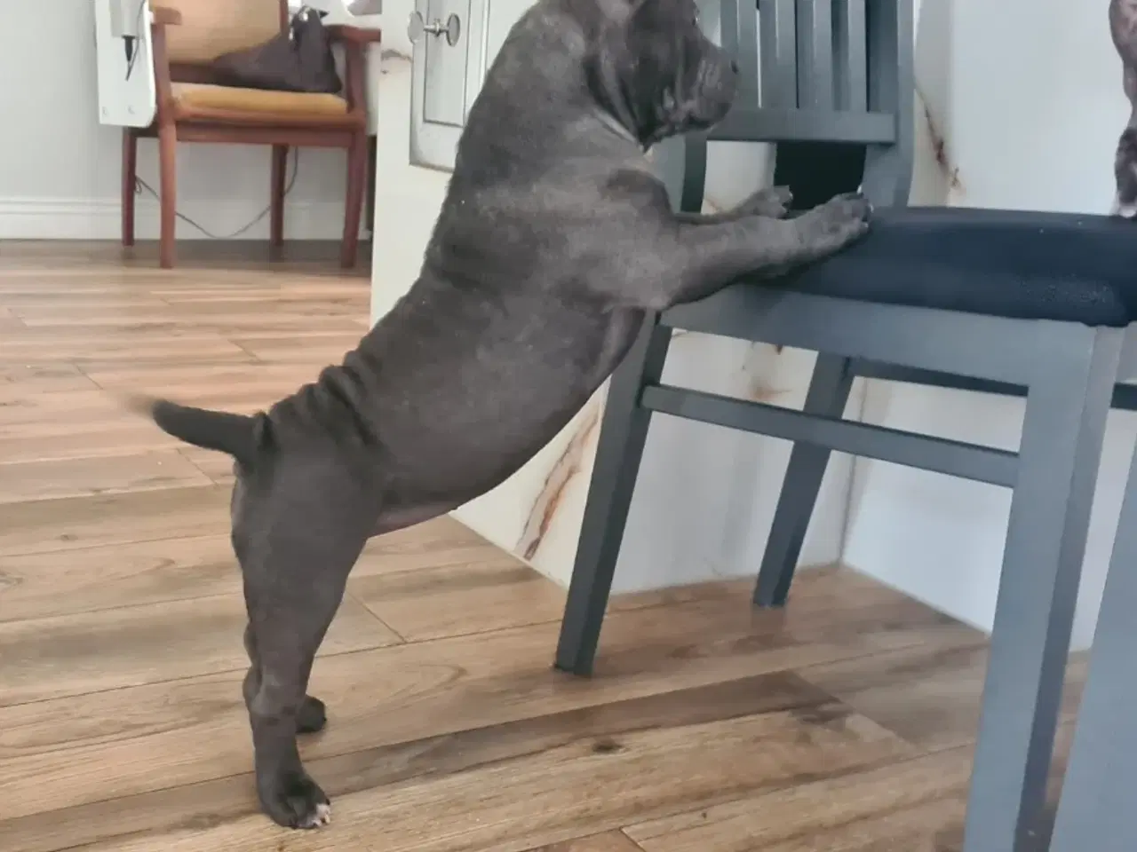 Billede 4 - American bully pocket abkc Pige 