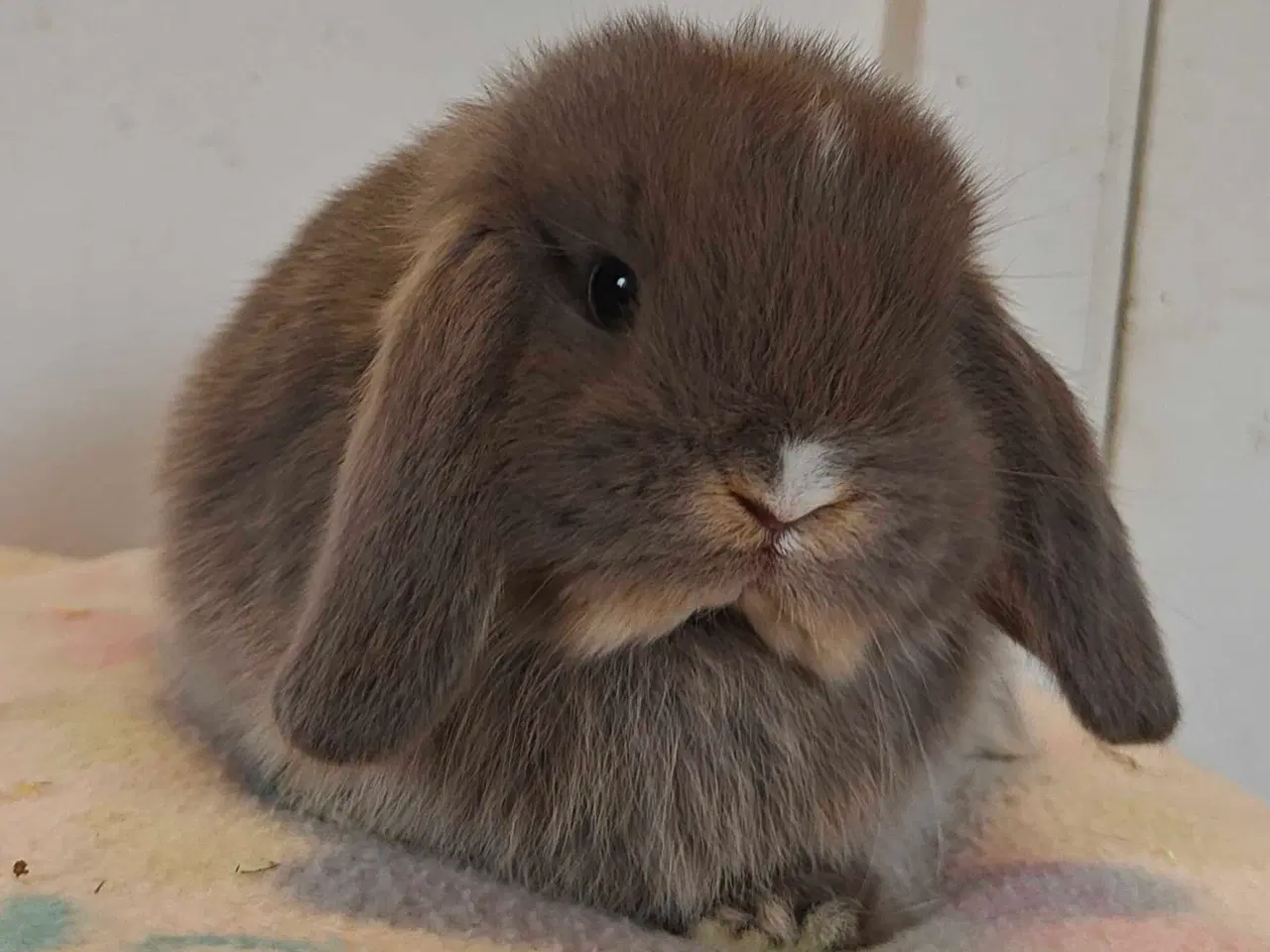 Billede 12 - Minilop