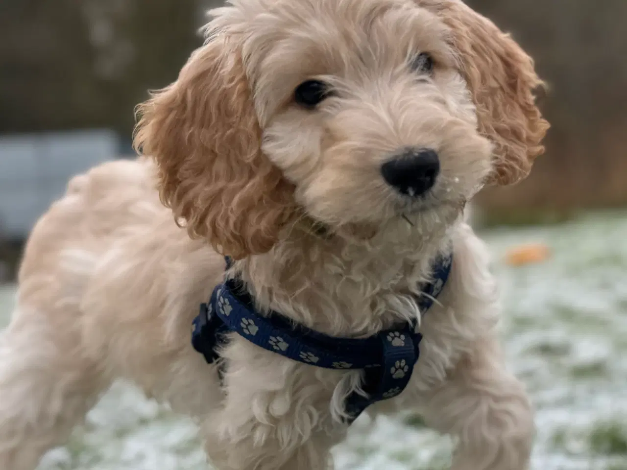 Billede 1 - Cockapoo/cockerpoo/doodle