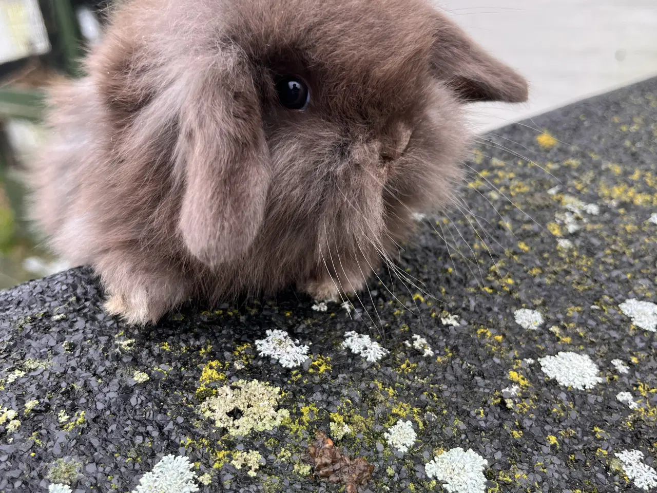 Billede 3 - Minilop. Enkel manket Lion lop