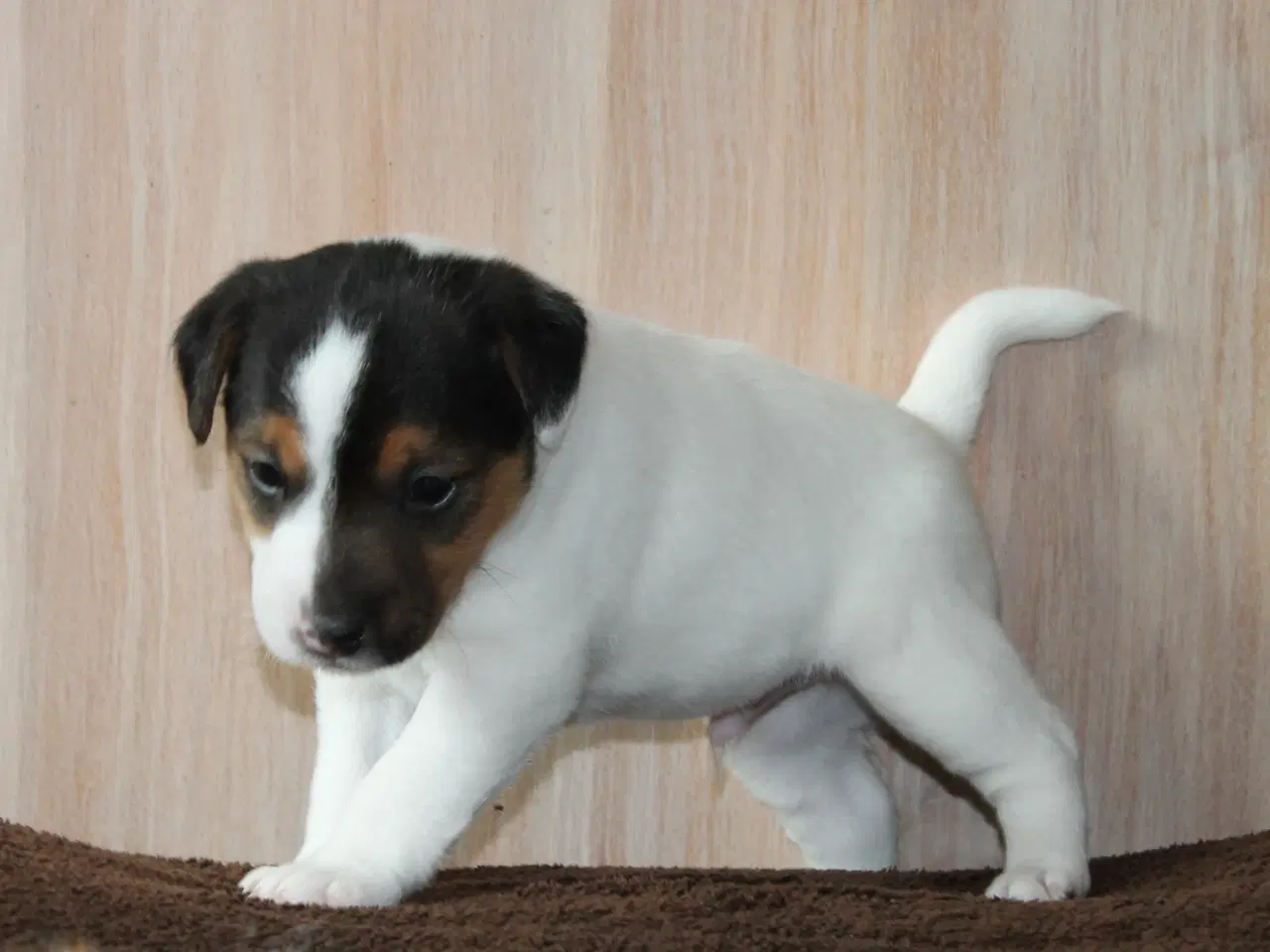 Billede 8 - Jack Russel Hvalpe