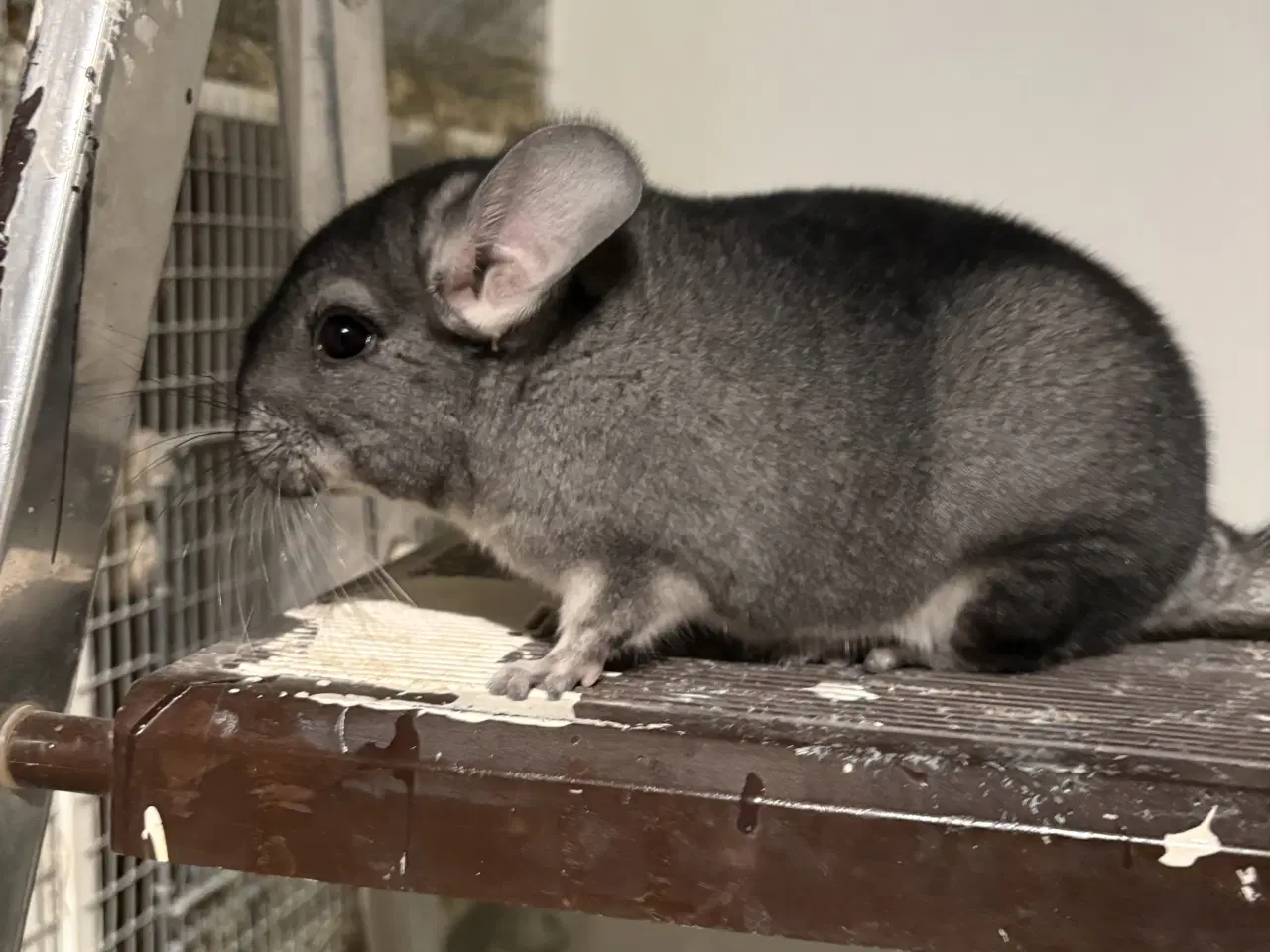 Billede 1 - HUN Pure grey chinchilla