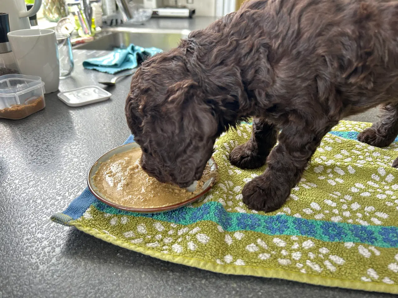 Billede 6 - Hundehvalp Cockerpoo 5 uger 
