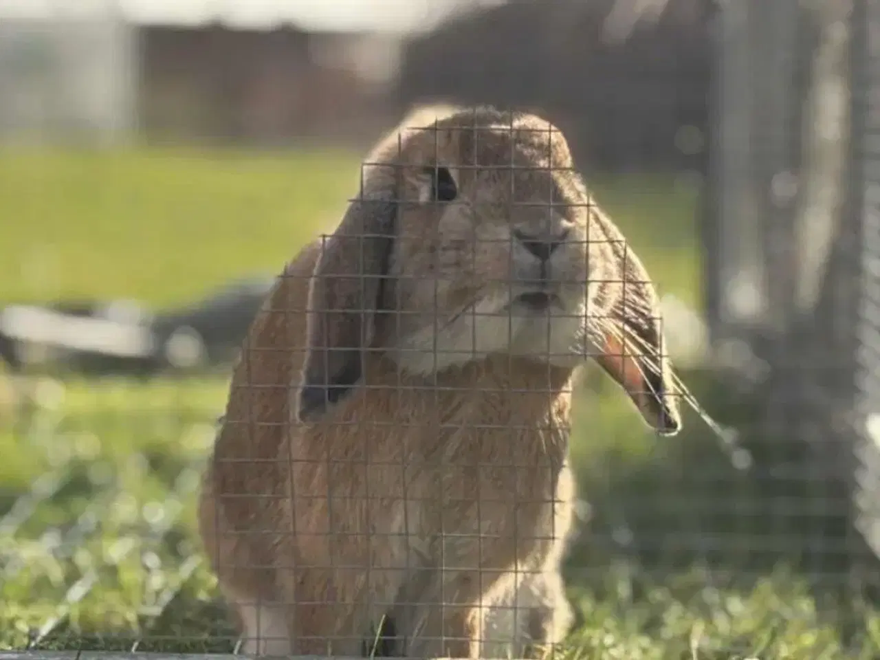 Billede 3 - Sød og kælen dværgvædder