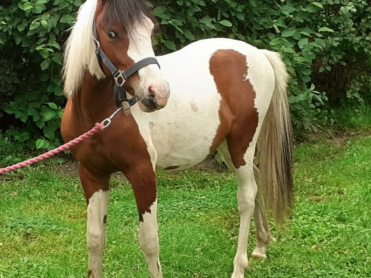 Billede 9 - Pony pinto Hingst plag 