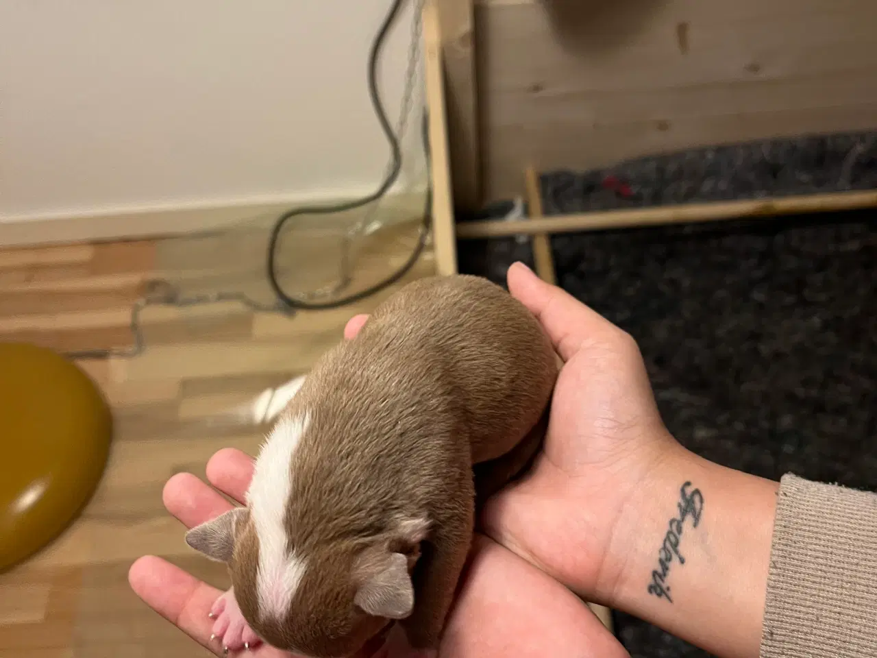 Billede 8 - Old English Bulldog