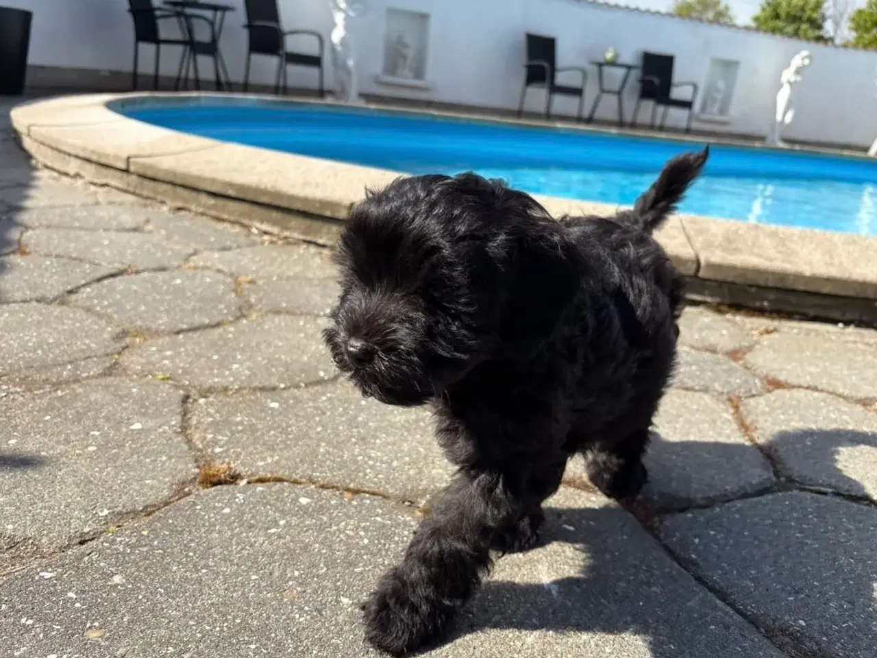 Billede 13 - Maltipoo-hvalpe med charme og krudt i halen!