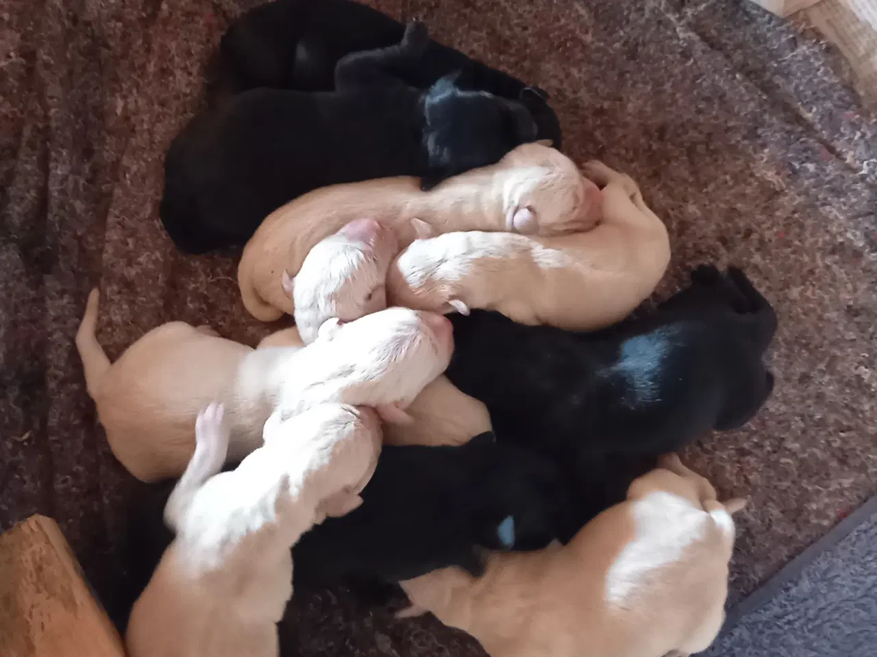 Billede 2 - 10 stk herlige labrador hvalpe