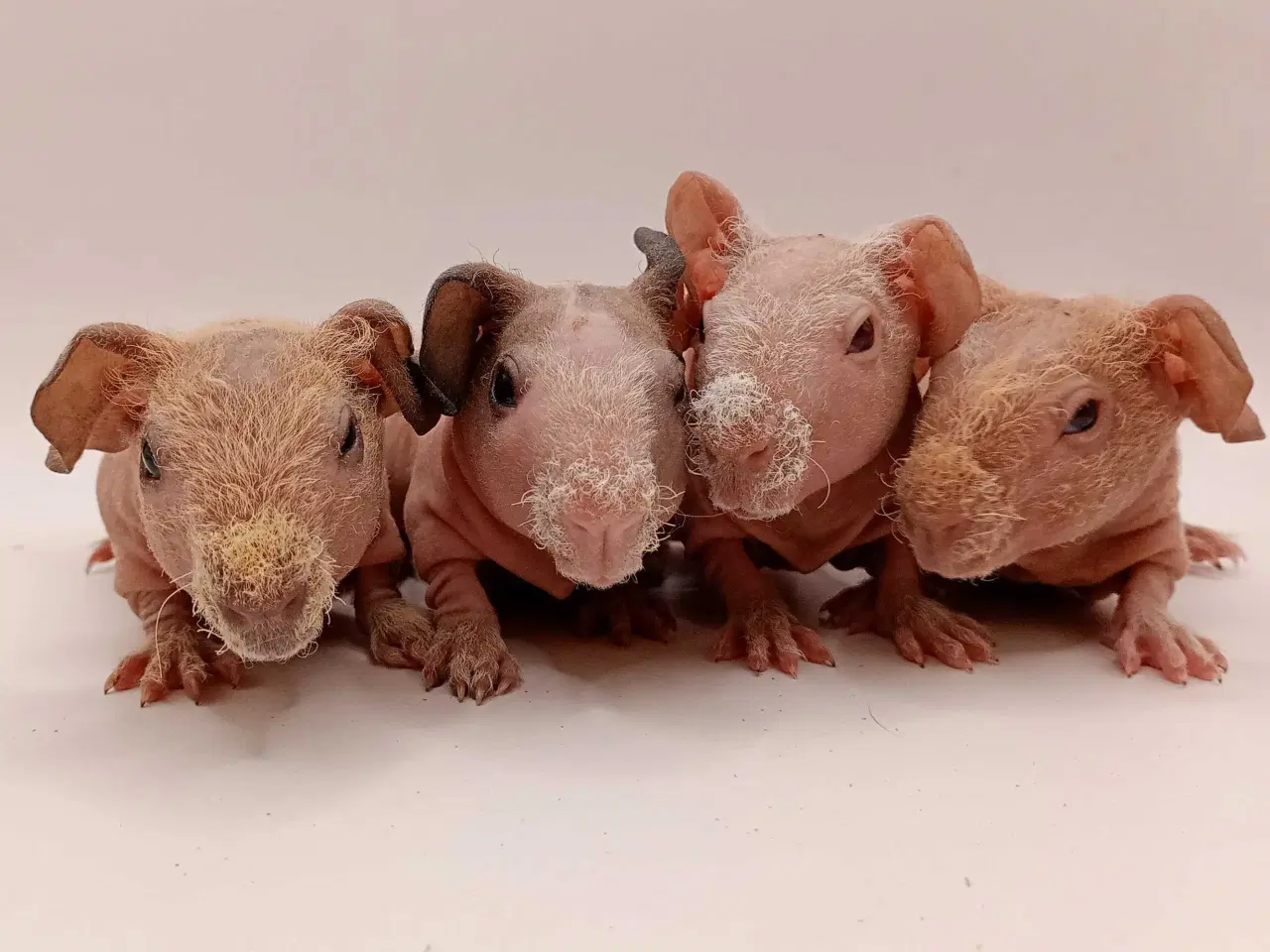 Billede 3 - DK Marinos opdræt