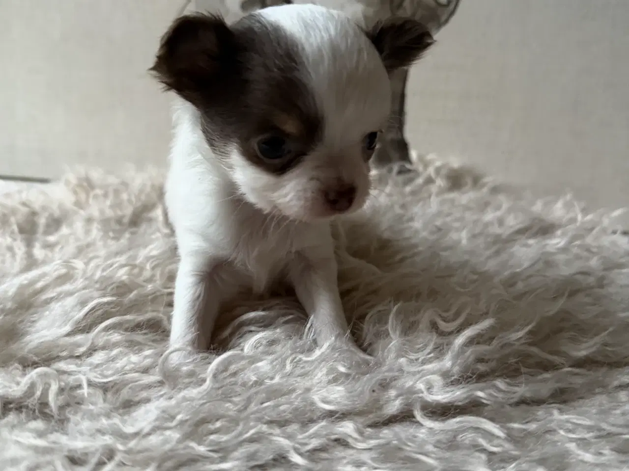 Billede 3 - 3 langhåret chihuahua tæver