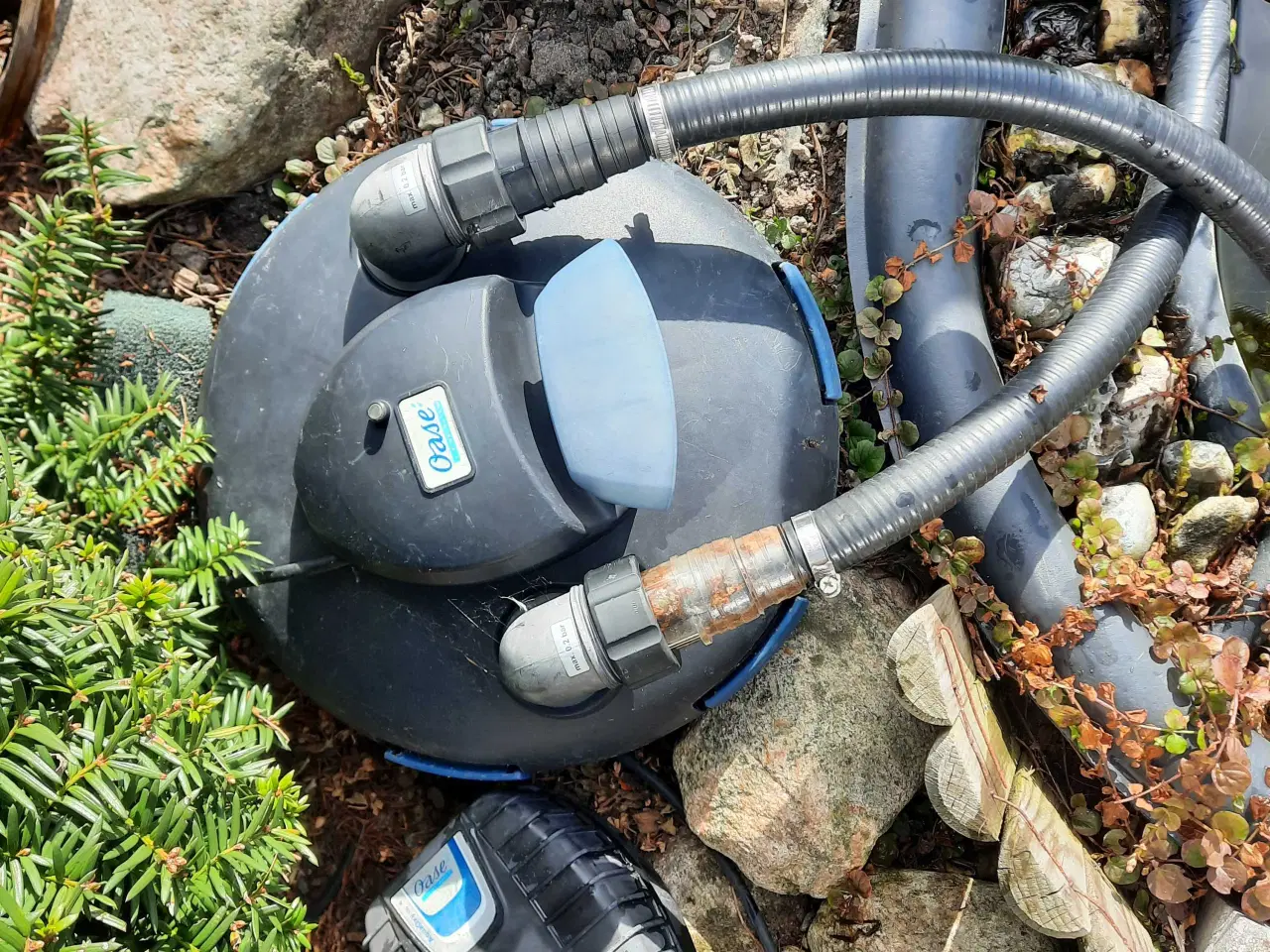 Billede 6 - Havedam incl. 11 fisk