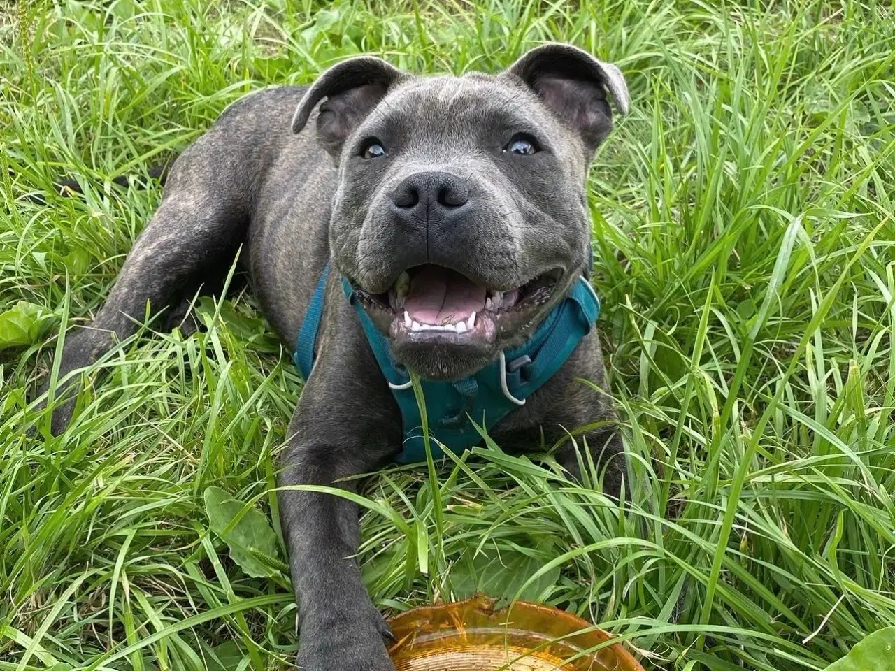 Billede 2 - Kun til parring - staffordshire bullterrier 