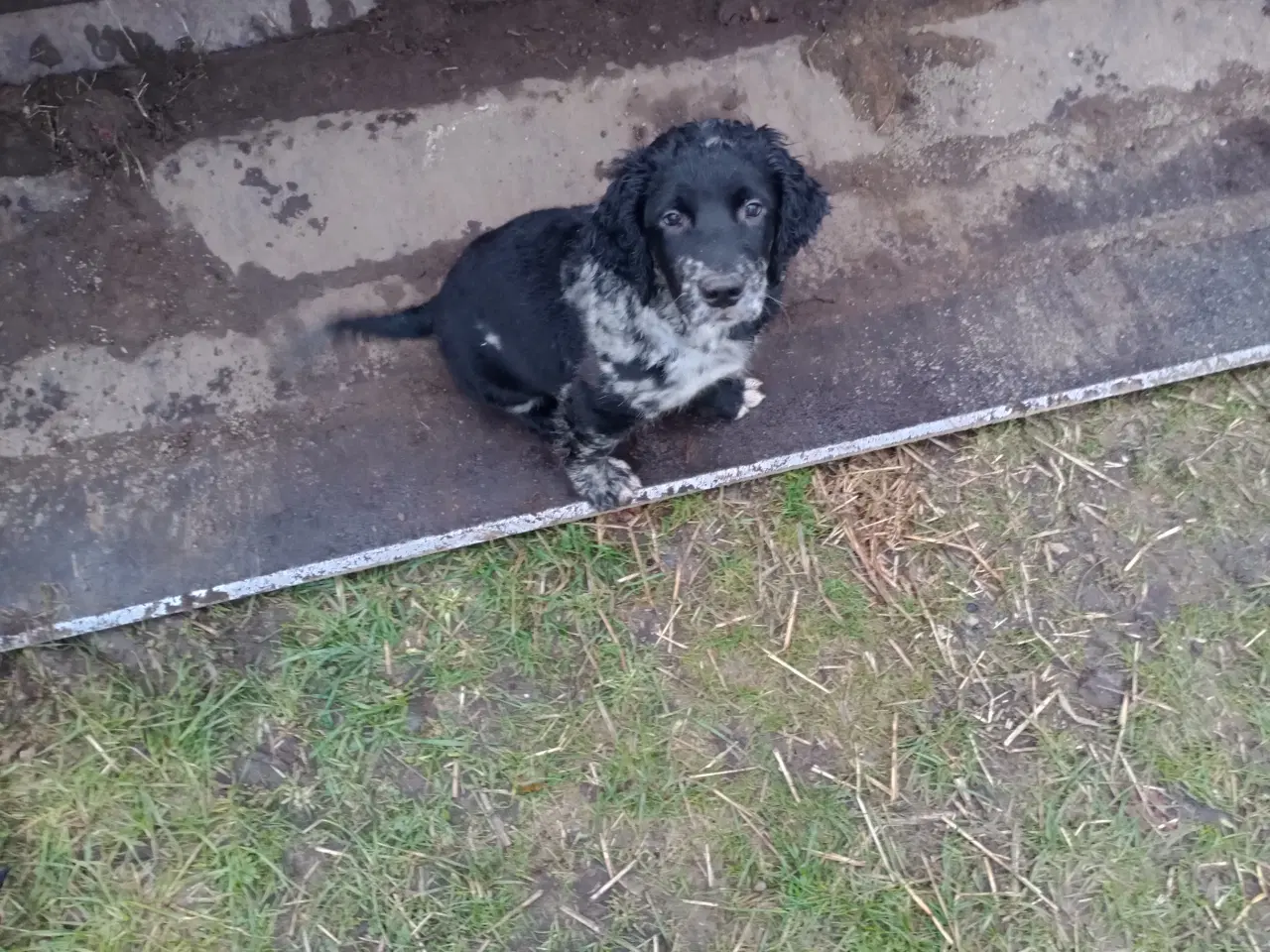 Billede 1 - Hundehvalpe vil gerne flytte hjemmefra.