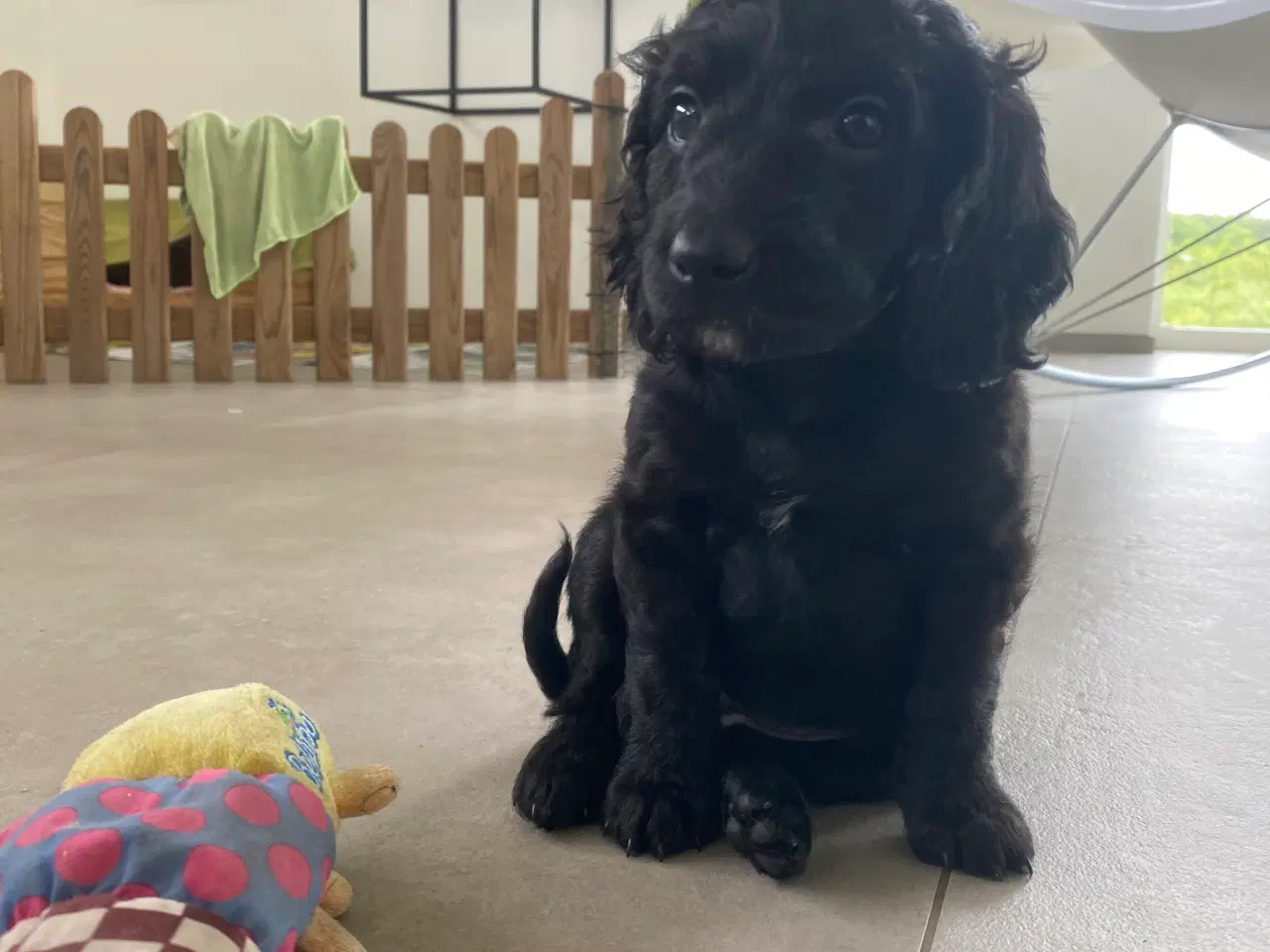 Billede 20 - Cockerpoo, cockerdoodle, cockapoo, doodle