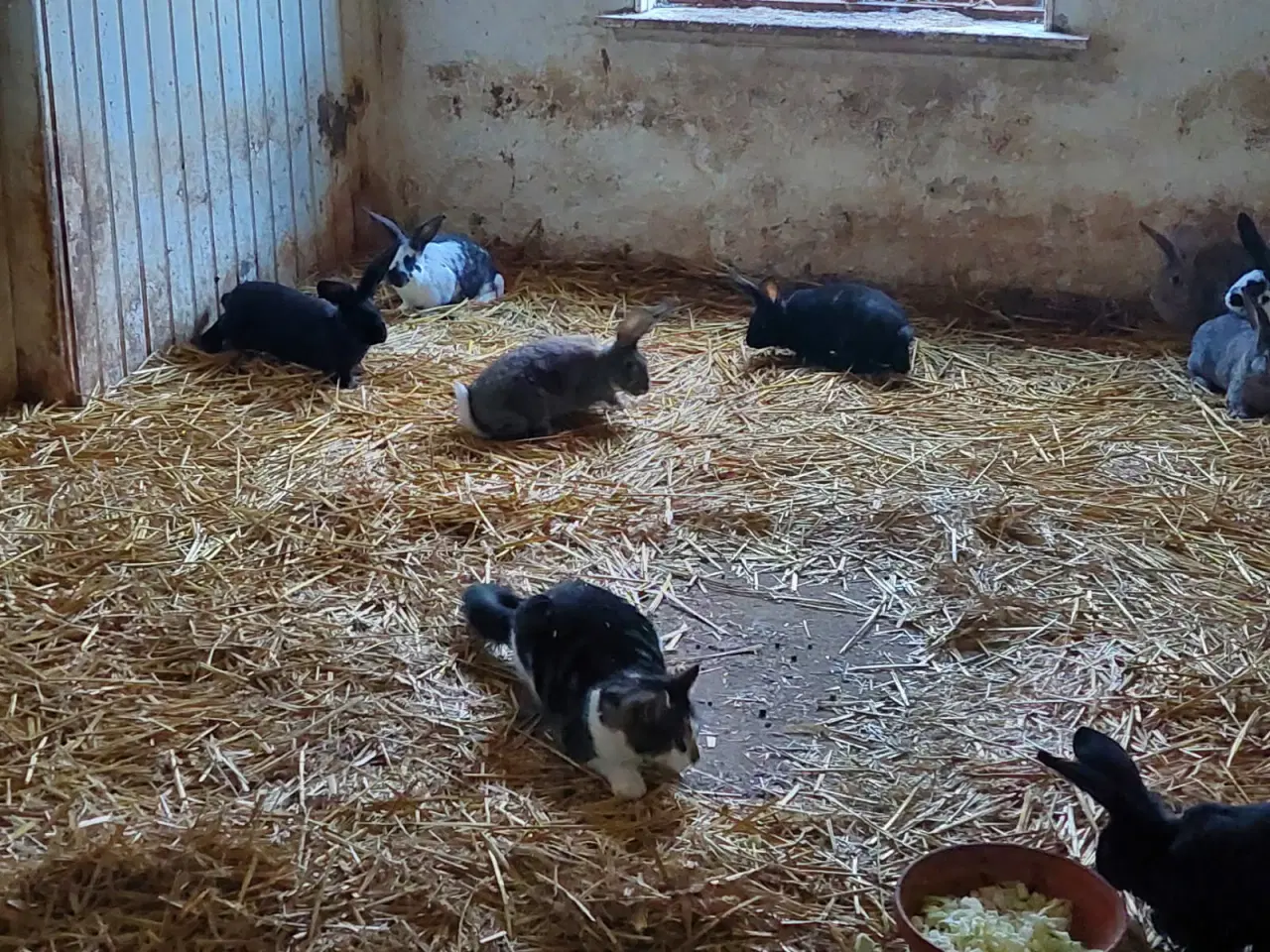 Billede 3 - Kanin Unger