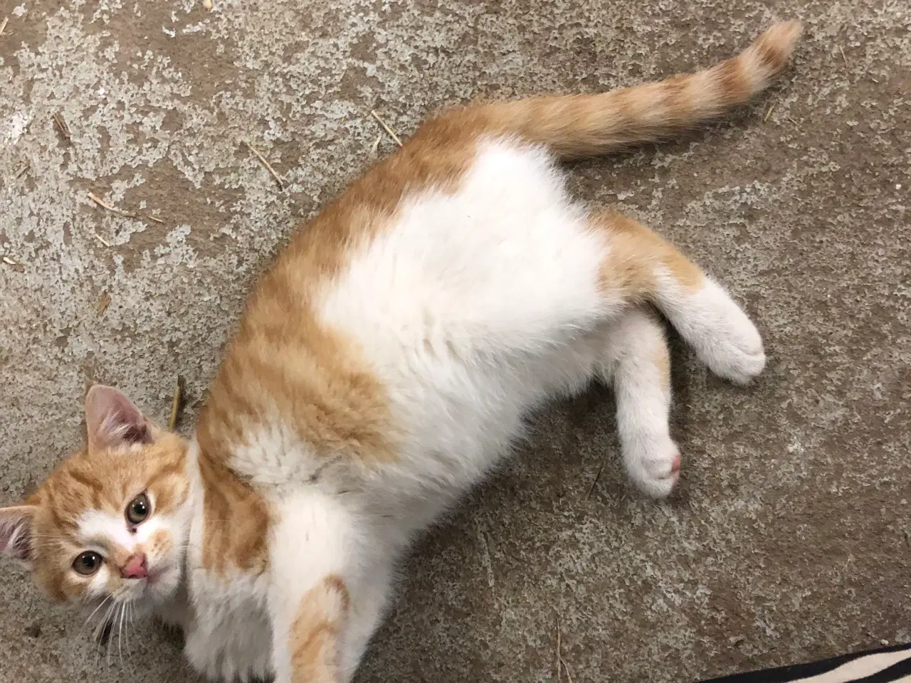 Billede 2 - Killinger