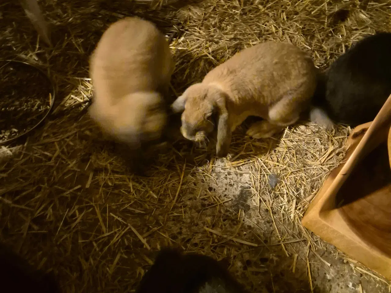 Billede 3 - Franske væddere