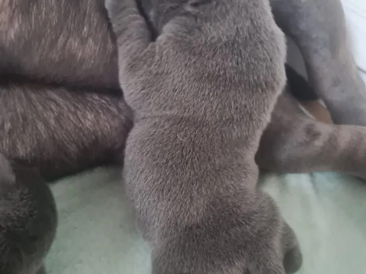 Billede 9 - Blu Dreng Abkc American Bully 