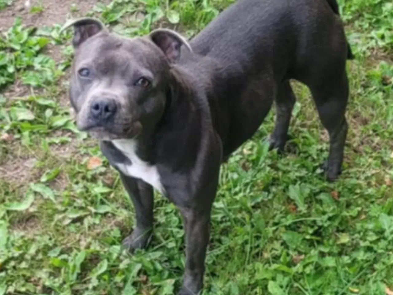 Billede 5 - Engelsk Staffordshire bull terrier 