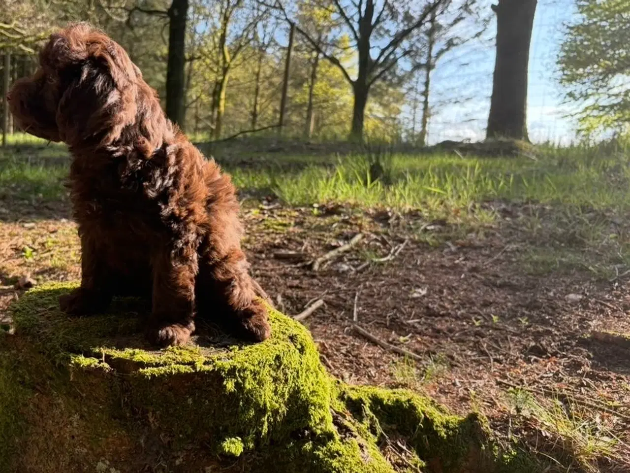 Billede 7 - 2 Generations Maltipoo