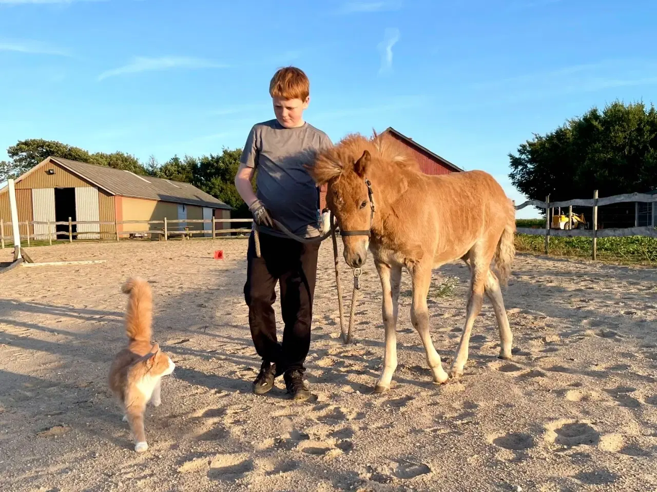 Billede 7 - Smuk islændervallak