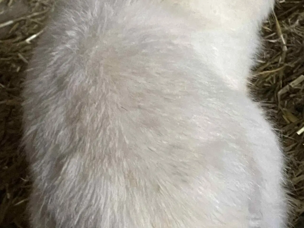 Billede 7 - Kanin unger sælges