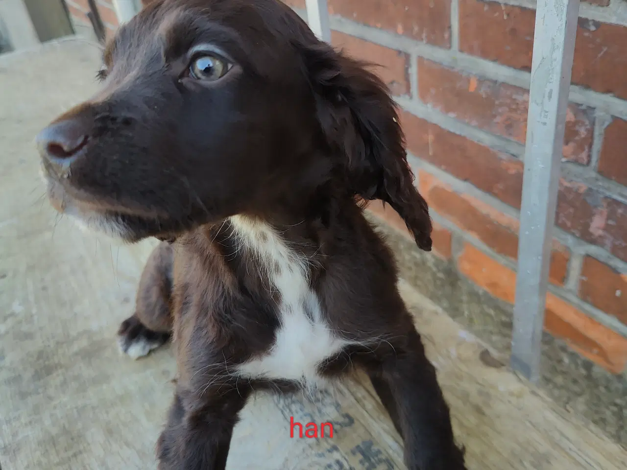 Billede 2 - Familiehunde/Jagthunde kleiner Münstländer 