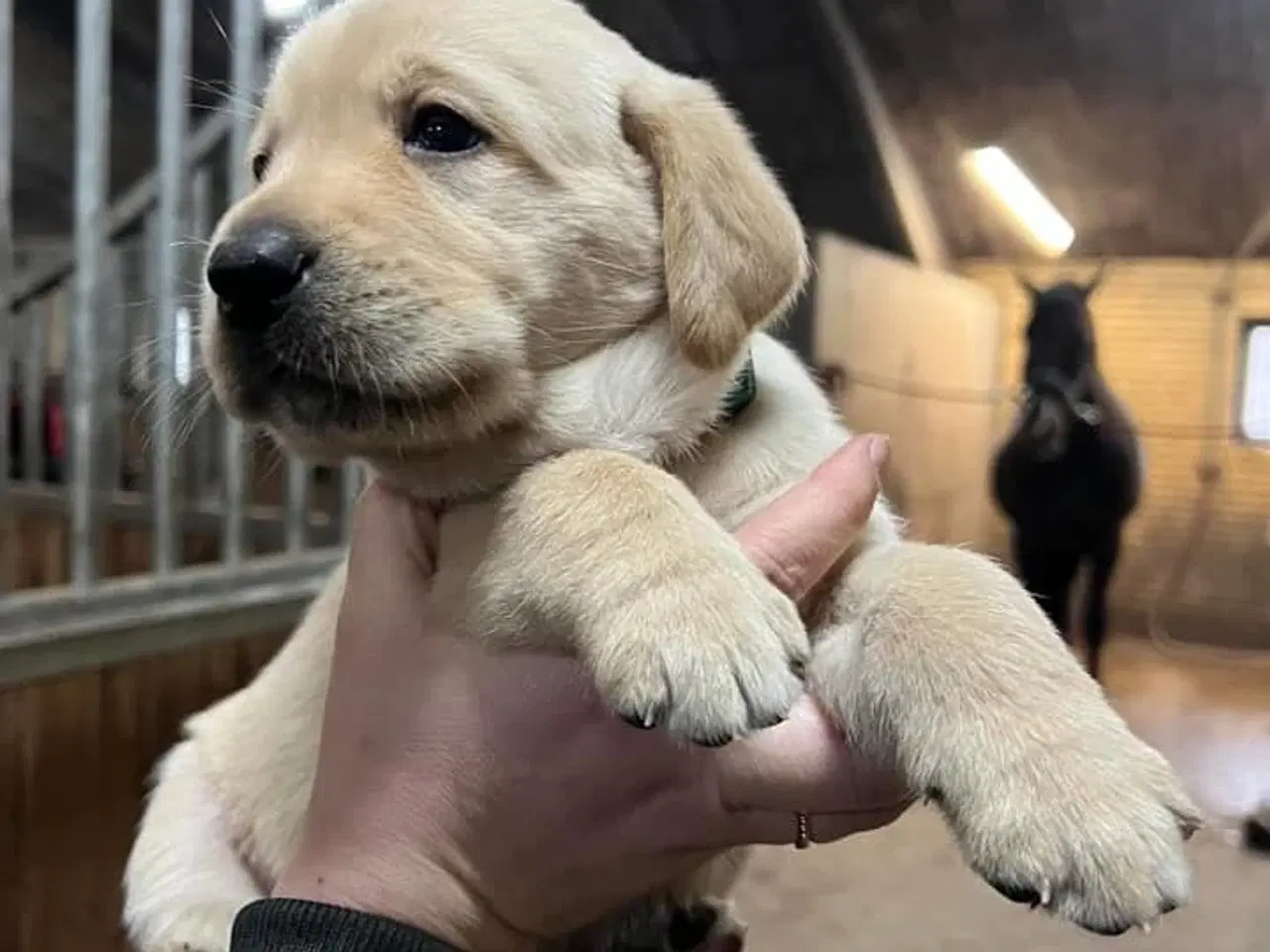 Billede 3 - Fantastiske Labrador og Retriver hvalpe 