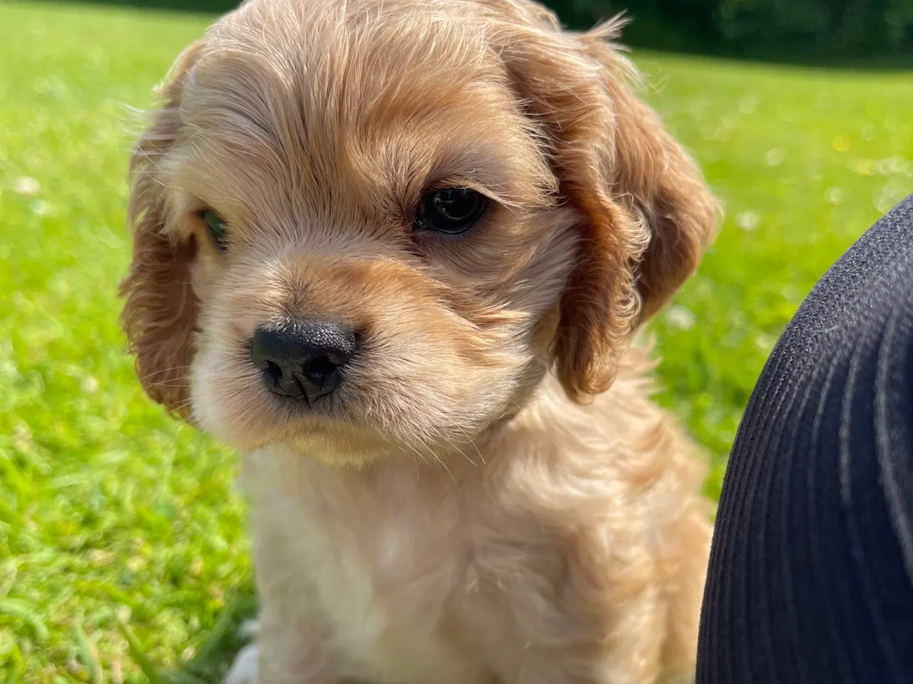 Billede 7 - Rejseklar 🧳 Skønne Amerikanske Cockerspaniel 